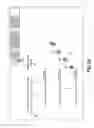 Fig. 24 - Isothermal Amplification of Nucleic Acid, and Library Preparation and Clone Generation in Sequencing