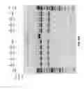 Fig. 27 - Compositions and methods of nucleic acid-targeting nucleic acids