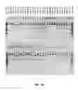 Fig. 40 - Compositions and methods of nucleic acid-targeting nucleic acids
