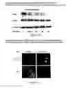 Fig. 61 - Traceability of Cellular Cycle Anomalies Targeting Oncology and Neurodegeneration