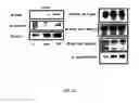 Fig. 63 - Traceability of Cellular Cycle Anomalies Targeting Oncology and Neurodegeneration
