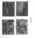Fig. 67 - Traceability of Cellular Cycle Anomalies Targeting Oncology and Neurodegeneration
