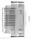 Fig. 78 - Traceability of Cellular Cycle Anomalies Targeting Oncology and Neurodegeneration