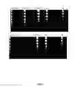 Fig. 03 - COMPOSITIONS AND METHODS FOR MULTIPLEX ANALYSIS OF NRAS AND BRAF NUCLEIC ACIDS