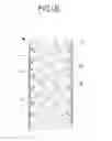 Fig. 07 - Door Leaf Device for Mass Transportation Vehicles and Method for the Production of Such a Door