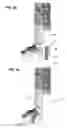 Fig. 05 - Vertical air intake system; air cleaner; and filter element