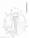 Fig. 11 - Eccentric roundel structure for three-compressing-chamber diaphragm pump