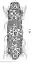 Fig. 08 - SELF-ILLUMINATING SKATEBOARD WHEEL