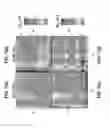 Fig. 09 - Two-path plasmonic interferometer with integrated detector
