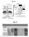 Fig. 07 - Sensor for detecting saccharide and manufacturing method thereof and detection method of glycated hemoglobin using the same