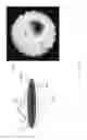 Fig. 18 - Piezoelectric shear rings for omnidirectional shear horizontal guided wave excitation and sensing