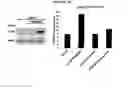 Fig. 09 - METHODS FOR DRUG DISCOVERY