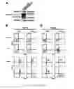 Fig. 02 - Development Of Natural Killer Cells And Functional Natural Killer Cell Lines