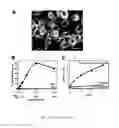 Fig. 04 - Development Of Natural Killer Cells And Functional Natural Killer Cell Lines