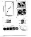 Fig. 07 - Development Of Natural Killer Cells And Functional Natural Killer Cell Lines