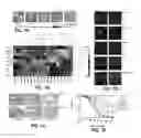Fig. 02 - METHODS AND MATERIALS FOR ASSESSING PLURIPOTENCY OF STEM CELL POPULATIONS