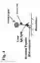 Fig. 05 - Peptides and methods for the detection of lyme disease antibodies
