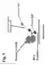 Fig. 06 - Peptides and methods for the detection of lyme disease antibodies