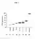 Fig. 03 - PERINUCLEOLAR COMPARTMENT AS A CANCER MARKER
