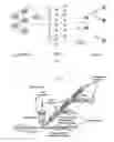 Fig. 02 - Associating somatic gene mutations in glycophorin a with complex multifactorial diseases