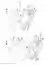 Fig. 37 - Wavelength division multiplexing module