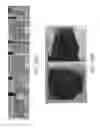 Fig. 25 - METHODS AND APPARATUS FOR LIQUID CRYSTAL PHOTOALIGNMENT