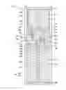 Fig. 05 - Curved display device having plurality of subpixel electrodes formed in plurality of columns