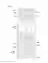 Fig. 08 - Curved display device having plurality of subpixel electrodes formed in plurality of columns