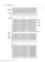 Fig. 10 - Curved display device having plurality of subpixel electrodes formed in plurality of columns