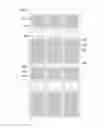 Fig. 11 - Curved display device having plurality of subpixel electrodes formed in plurality of columns