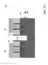 Fig. 11 - Method and structure for FinFET isolation