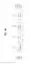 Fig. 42 - Apparatus for transmitting and receiving a signal and method of transmitting and receiving a signal