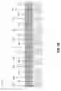 Fig. 43 - Reconstruction of an optical network link in a link viewer based on a text file