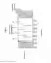 Fig. 09 - Device-to-device communications based on capacitive sensing and coupling via human body or direct device-to-device coupling