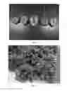 Fig. 04 - Strawberry plant named 'DrisStrawFortyThree'