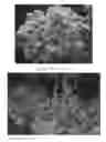 Fig. 02 - Heucherella Plant Named 'Mojito'