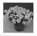 Fig. 01 - Nemesia Plant Named 'Easter Bonnet'