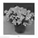 Fig. 02 - Nemesia Plant Named 'Easter Bonnet'