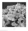 Fig. 03 - Nemesia Plant Named 'Easter Bonnet'