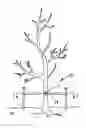 Fig. 01 - Conformal tree staking apparatus