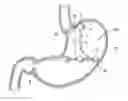 Fig. 01 - Elevating Stomach Stimulation Device