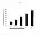 Fig. 03 - Oleanoyl peptide composition and skin hydration