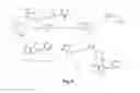 Fig. 05 - Small molecule inhibitors of Dusp6 and uses therefor