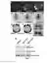 Fig. 06 - Small molecule inhibitors of Dusp6 and uses therefor