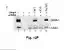Fig. 11 - Small molecule inhibitors of Dusp6 and uses therefor