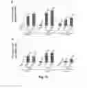 Fig. 18 - Small molecule inhibitors of Dusp6 and uses therefor
