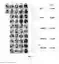Fig. 20 - Small molecule inhibitors of Dusp6 and uses therefor