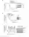 Fig. 09 - Method of treating cancer that overexpresses TopBP1