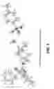 Fig. 02 - Glycopyrrolate salts