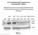 Fig. 07 - SirT INHIBITORS THAT BIND TO NAD